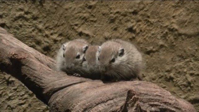 Nowe Zoo Poznań - Urodziły się piaskówki