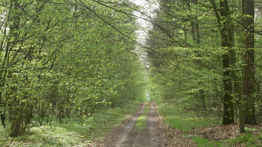 Rezerwat leśny Dębina w Wągrowcu