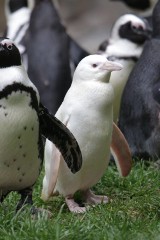 Poznaliśmy imię pingwinki albinoski z Gdańskiego Ogrodu Zoologicznego. Biały pingwin w gdańskim zoo będzie nazywać się Kokosanka 