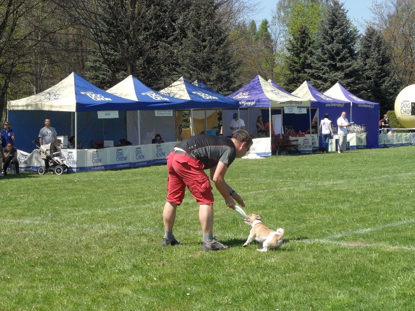 Dog Chow Disc Cup 2012 w Parku Śląskim [ZDJĘCIA, WIDEO] Psy przyjechały z Polski, Rosji i Niemiec
