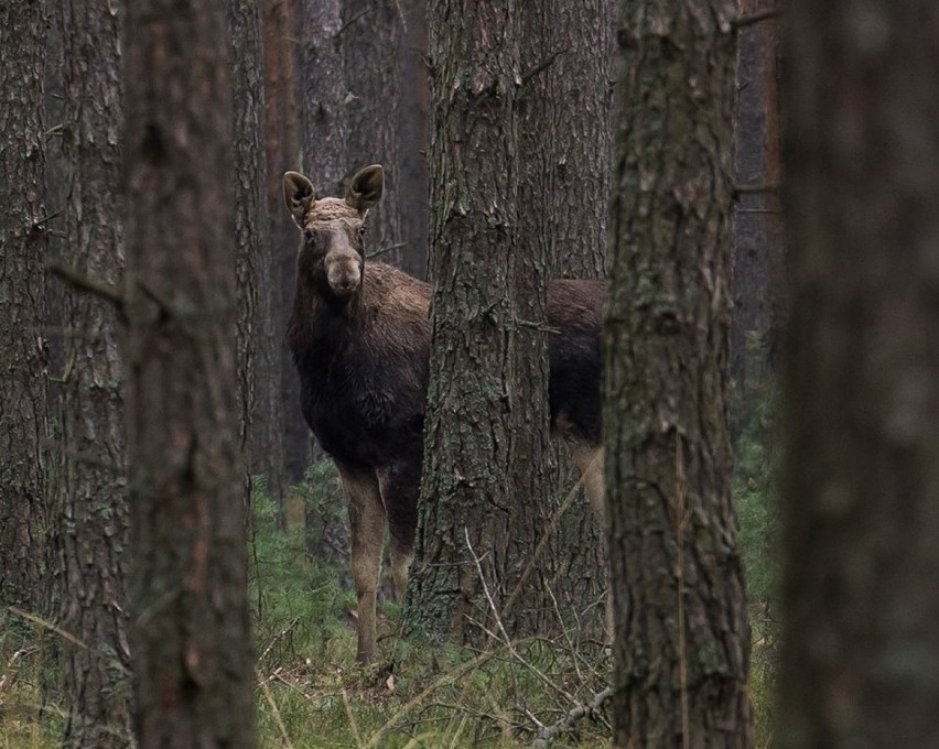 Łoś sfotografowany na początku marca w okolicach Żmigrodu