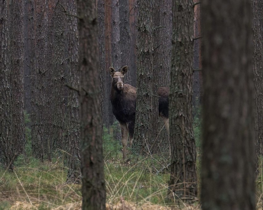 DK15: Kierowca sfotografował łosia przechodzącego przez drogę krajową nr 15 [FOTO]