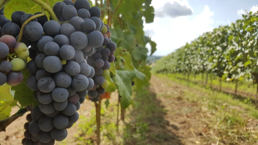 Wina znad szczecineckich jezior. Prawdziwe winnice wracają do naszego regionu [zdjęcia]