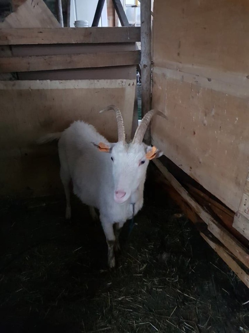 OTOZ Animals Kwidzyn szuka nowego domu dla kóz. "Stały w błocie, praktycznie bez dachu nad głową" [ZDJĘCIA]