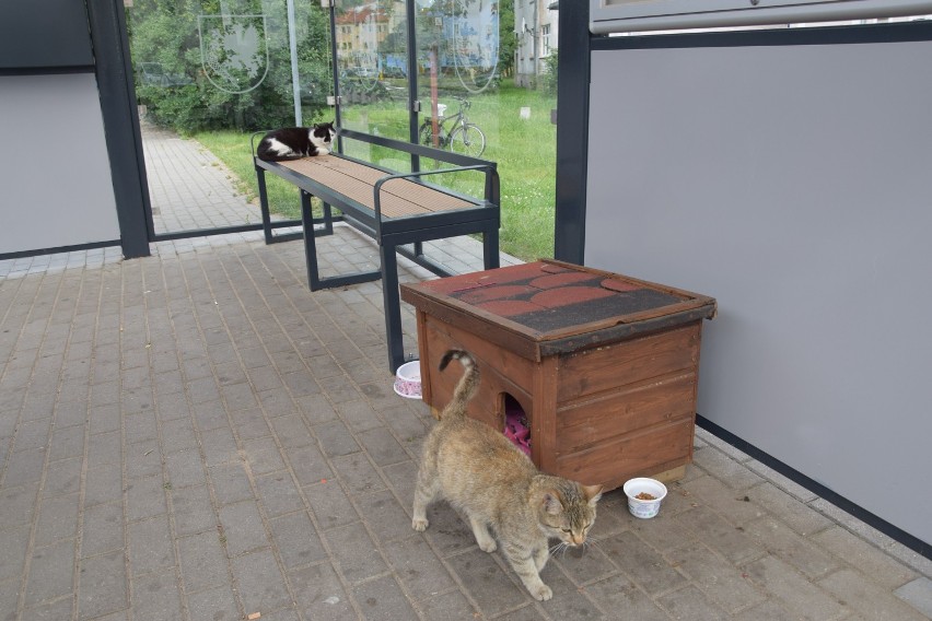 Najbardziej znany kot ze Szczecinka ma kolegę. Koci kącik na przystanku autobusowym [zdjęcia]