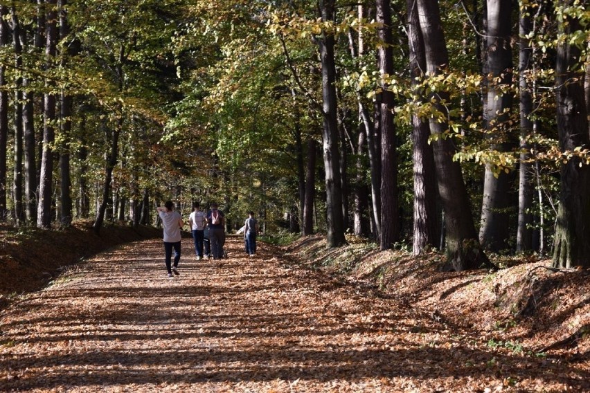 Pod Tarnowem powstał leśny deptak. Nowa atrakcja w Tuchowskim Lesie. To wręcz idealne miejsce na jesienne spacery!