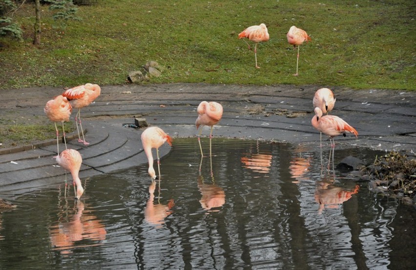 Mimo niskich temperatur flamingi wciąż brodzą w wodzie. Nie...