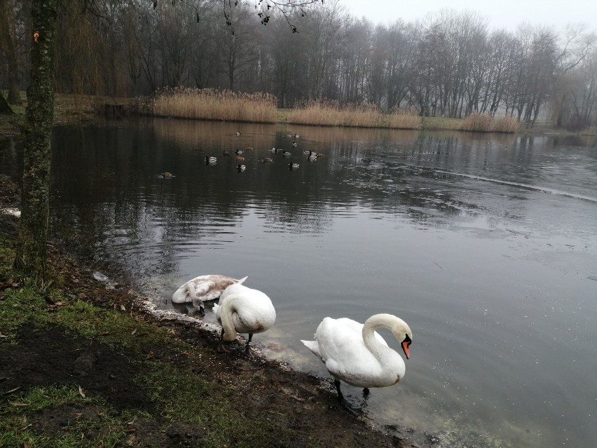 Leniwa grudniowa niedziela w Parku Śląskim. Zobaczcie ZDJĘCIA