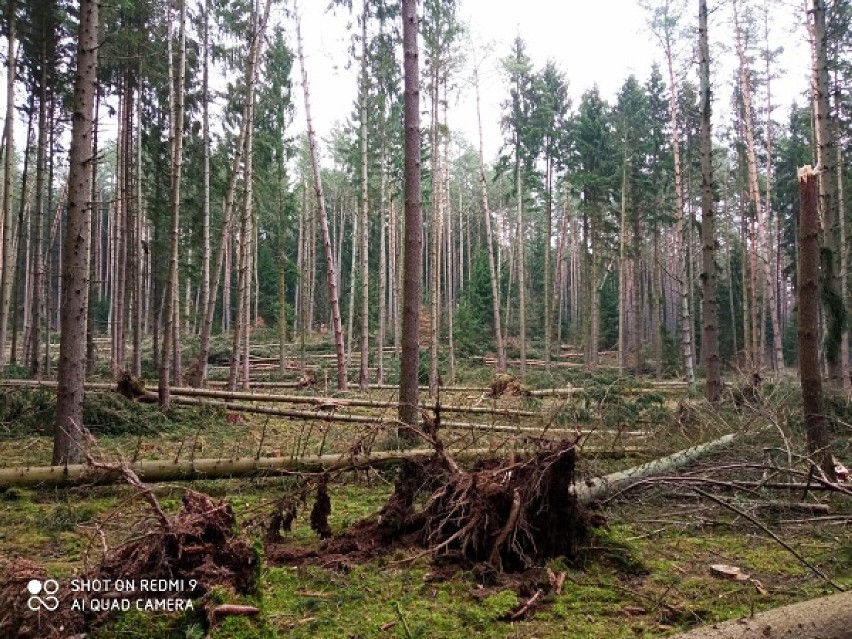 Leśnicy liczą straty. Nadia zrobiła spustoszenie w lasach 