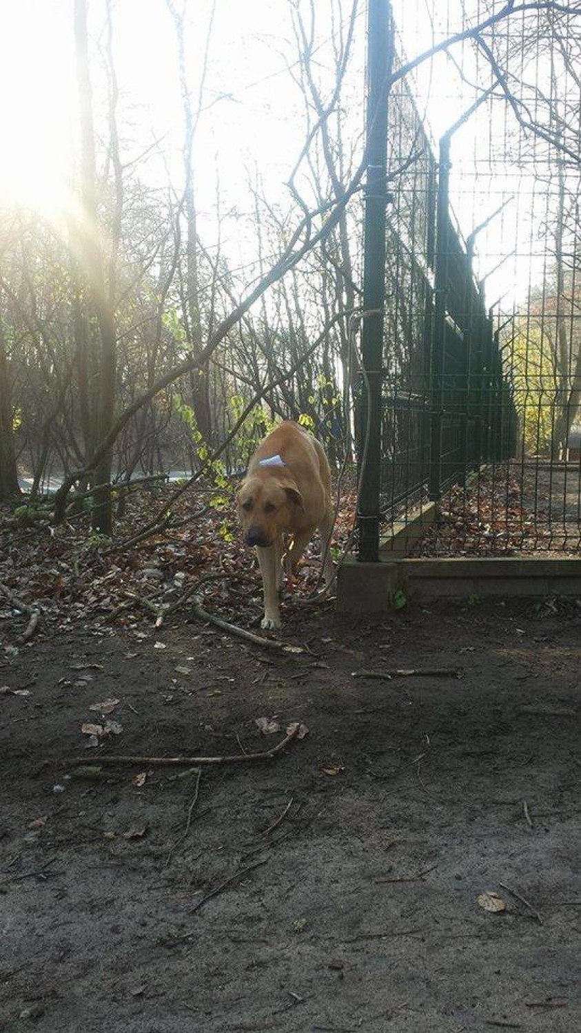 Ktoś przywiązał psa do płotu schroniska Ciapkowo w Gdyni