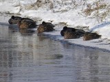 Kaczki zimują nad rzeką San w Przemyślu