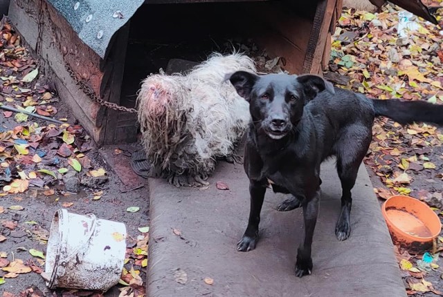 Karolek to ten biały pies w skorupie z sierści i odchodów. Został odebrany mieszkance Aleksandrowa Kujawskiego, która została oskarżona o znęcanie nad zwierzętami