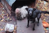 Mieszkanka Aleksandrowa Kujawskiego oskarżona o znęcanie się nad psem [zdjęcia]