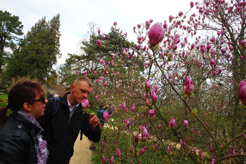 Arboretum Kórnickie: Magnolie już kwitną