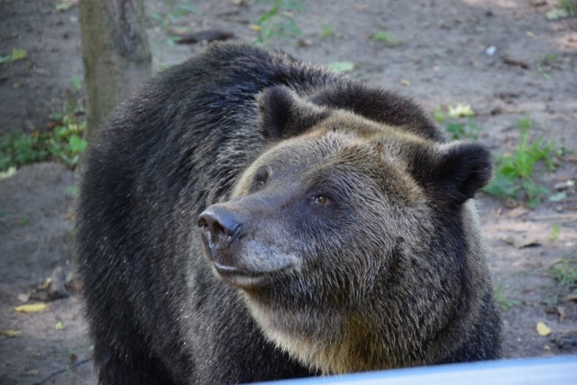 Pietka oraz Wojtusia trafią do azylu dla niedźwiedzi w Nowym Zoo.