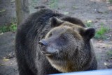 Kolejne niedźwiedzie przyjadą do poznańskiego Nowego Zoo