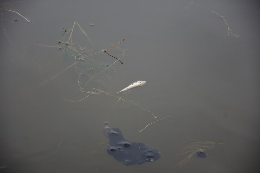 Śnięte ryby w Jeziorze Dolskim Wielkim! Kąpielisko miejskie zostało zamknięte [zdjęcia]