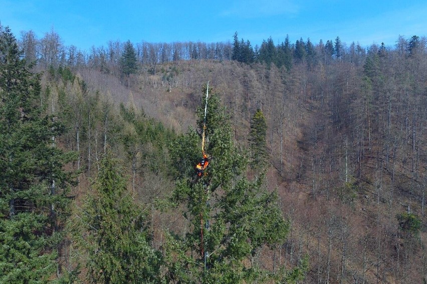 Na Dolnym Śląsku rośnie najwyższe drzewo w Polsce. Jego wysokość można porównać do 20-piętrowego wieżowca!