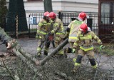 Wichura w Szczecinie i regionie dała się we znaki mieszkańcom i strażakom. Powalone drzewa i setki mieszkańców bez prądu