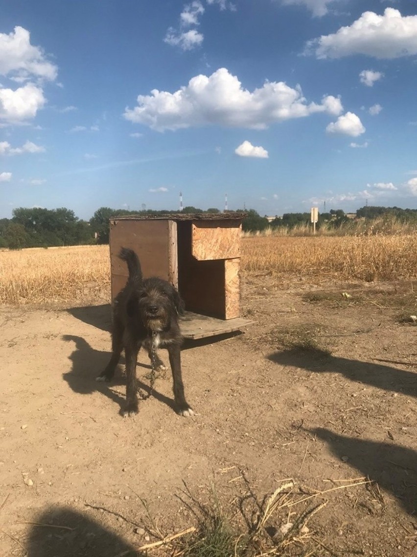 Bronił bezbronnych zwierząt. Został skuty i zatrzymany na 40 godzin