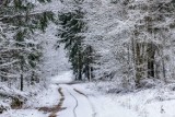 Spacer po lesie zimą może być niebezpieczny. Lasy Państwowe ostrzegają: trzeba uważać na okiść