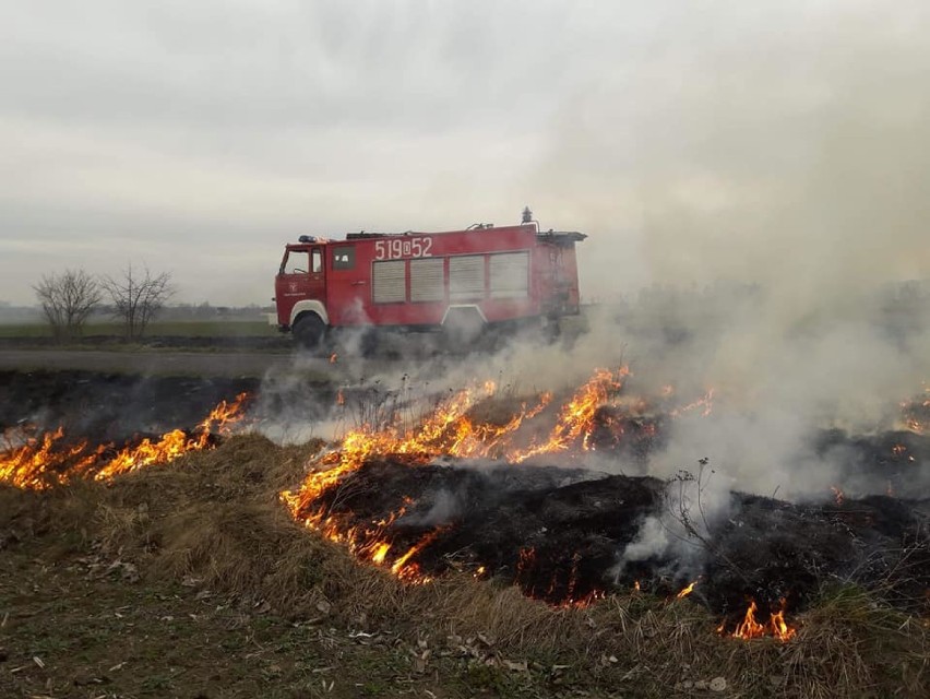 Pożary nieużytków w gminie Bierutów (ZDJĘCIA) 