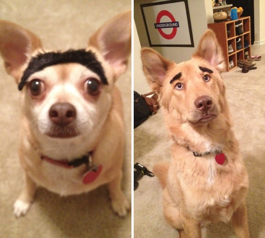 Psy z brwiami, czyli absurdy internetu. Zobaczcie zdjęcia!
