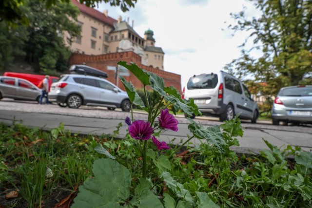 mieszkańcy zdecydują, w których lokalizacjach w Krakowie powinny zostać zasiane nowe łąki kwietne.