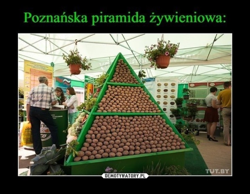 Internet śmieje się z Poznania! Poznań miasto doznań,...
