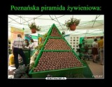 Internauci zrywają boki! Oto szalone memy o Poznaniu. Zobacz najlepsze śmieszne obrazki. Uśmiejesz się!