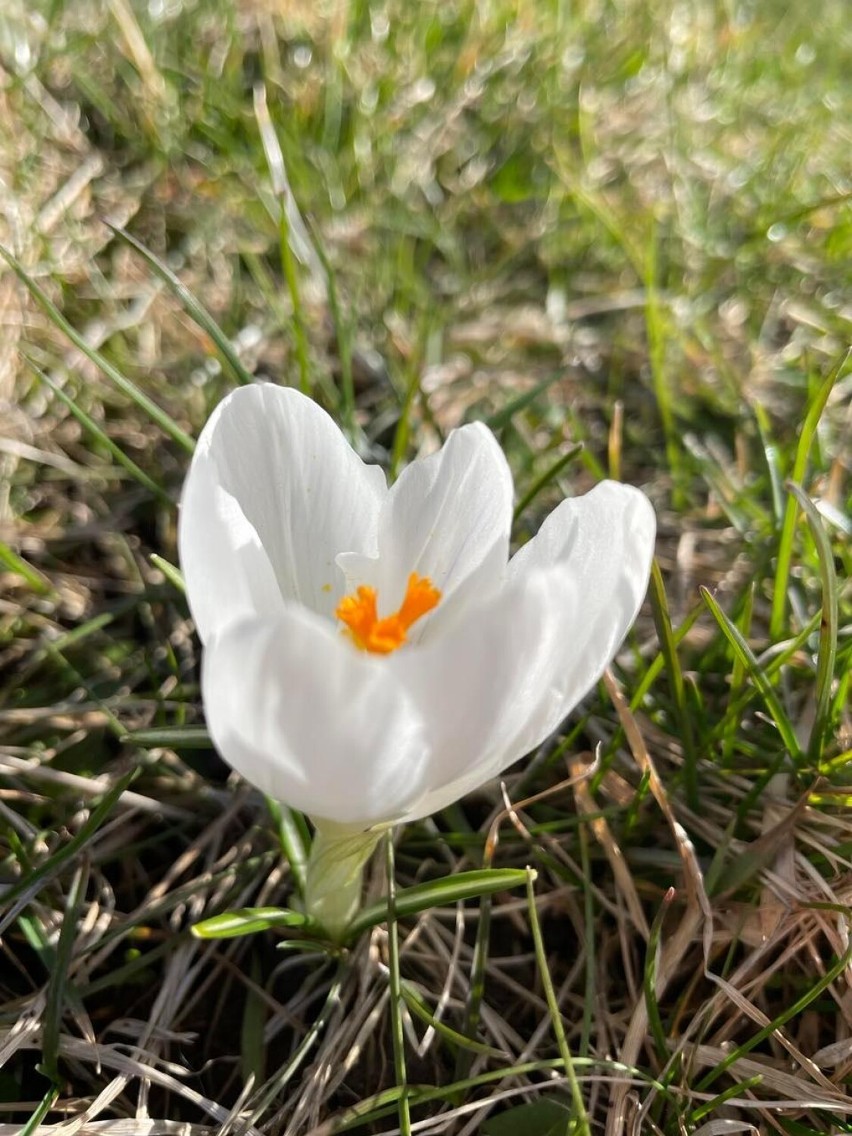 Wiosna powoli budzi przyrodę do życia