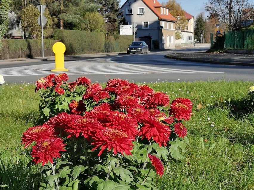 Jelenia Góra cała w chryzantemach. Miasto wygląda pięknie! [ZDJĘCIA]