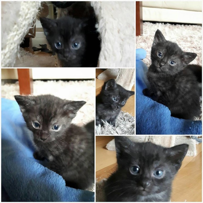 Śliczne kociaki do adopcji! Pomóżmy im znaleźć dom