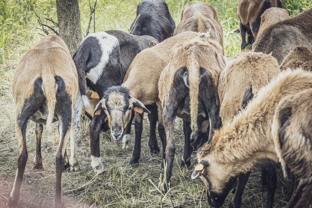 Owce kameruńskie przejęły koszenie trawy w Katowicach. Jak widać czasami pracują, a czasami leżakują. Kliknij dalej i zobacz więcej zdjęć >>