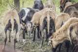 Owce zatrudnione do koszenia trawy w Katowicach. Zobacz ich wielkomiejski żywot! FOTO