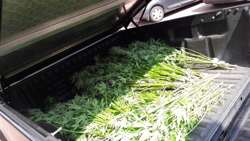 W powiecie pajęczańskim zlikwidowano plantację marihuany, z której mogło powstać 5 kg narkotyku [FOTO]