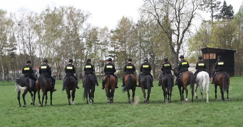 Policja na koniach na obozie kondycyjno - szkoleniowym w...