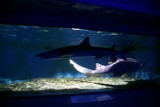 Rekiny w Rudzie Śląskiej. Zobaczcie zdjęcia mobilnego akwarium