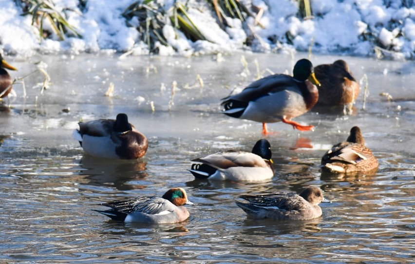 Rzadkie ptaki ponownie zimują w Kaliszu. Na rzece można...