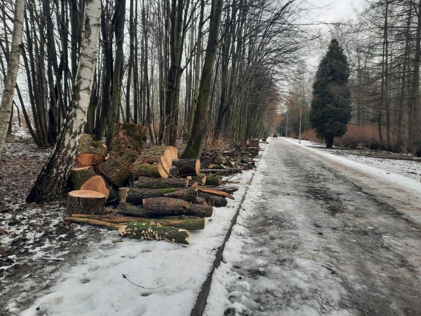 Wycinka w Dolinie Trzech Stawów w Katowicach