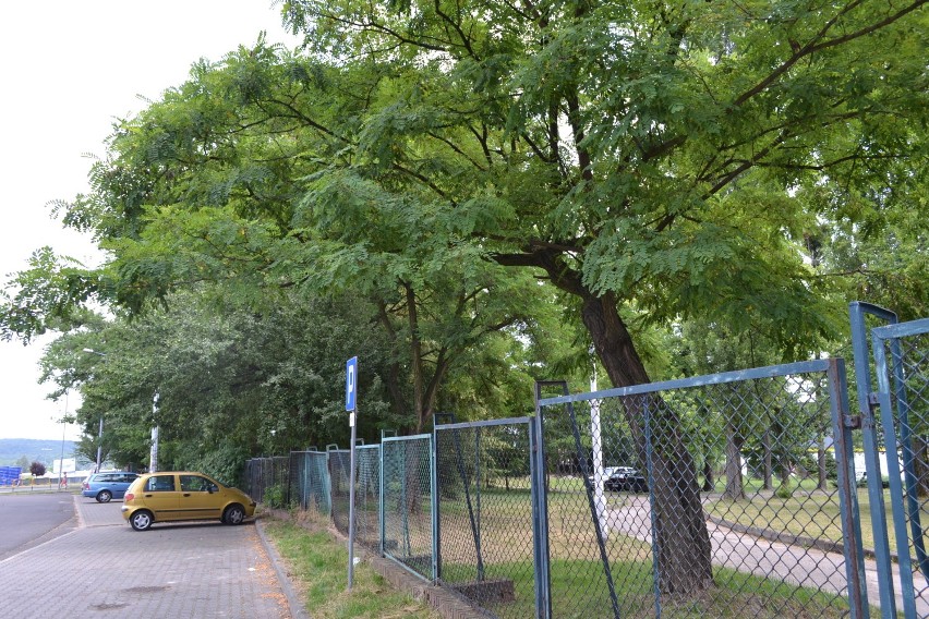 Władze szpitala planują wyciąć ponad 50 drzew