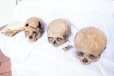 Kraków. Te czaszki z kościoła chciał ukraść obywatel Ukrainy [ZDJĘCIA]
