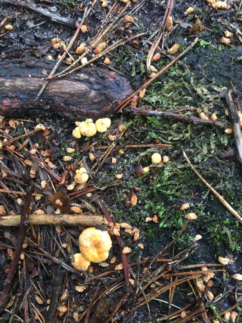 W Lubelskiem są już grzyby! Nasi Czytelnicy chwalą się pierwszymi zbiorami. Zobacz [17.06]