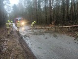 W Radomsku i powiecie silny wiatr powalił drzewa, uszkodził linie energetyczne