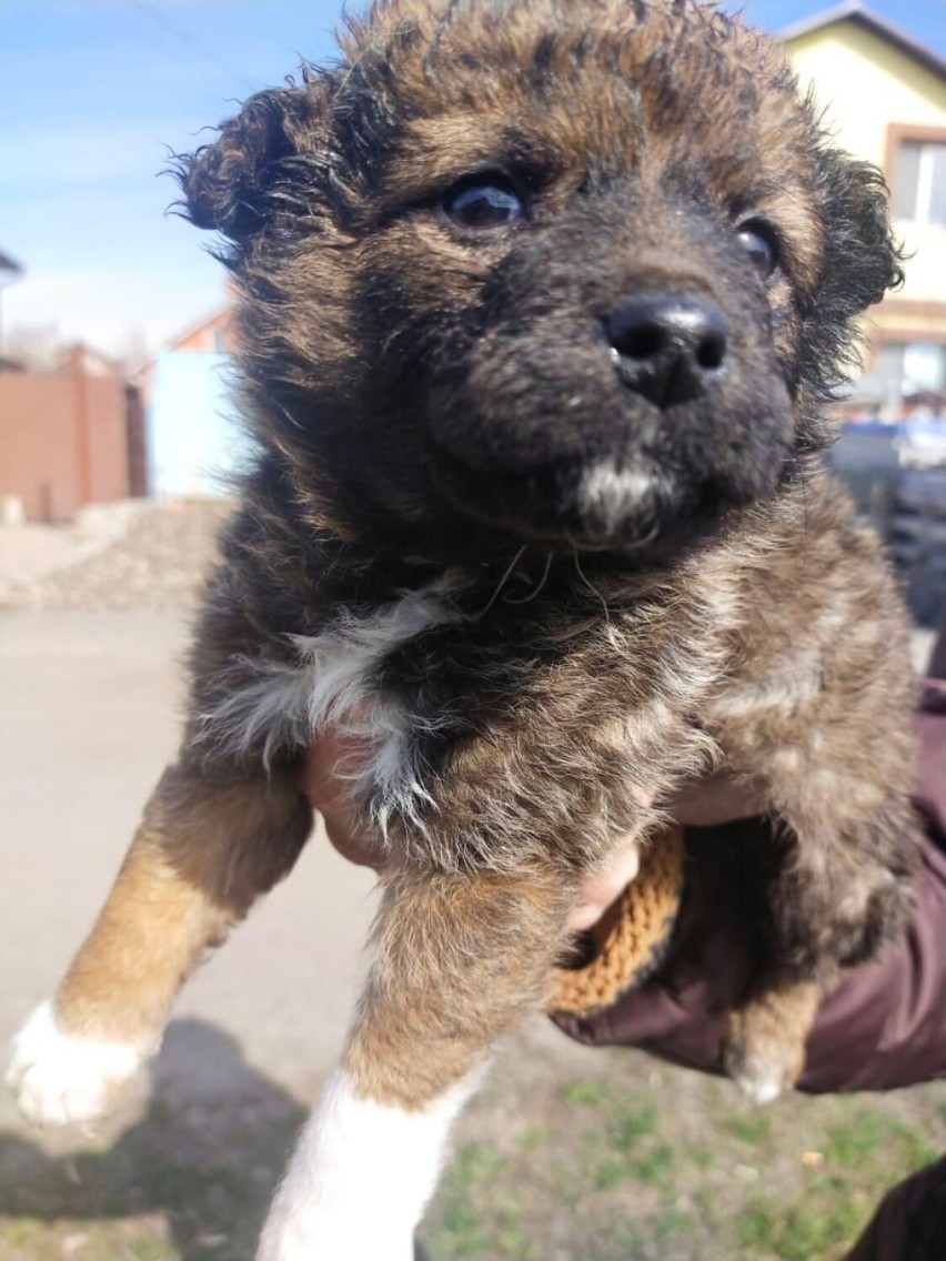 Kolejne psy z Ukrainy trafiły do Schroniska dla Bezdomnych Zwierząt w Kaliszu. ZDJĘCIA