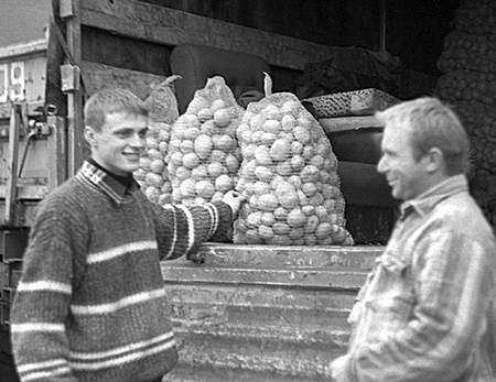 Plantatorów cieszy urodzaj, ale... tylko do chwili, w której dostają gotówkę ze sprzedaży zbiorów. Fot. J. Waksmański