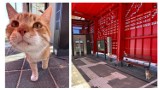 Kot, który odprowadza na peron swoich właścicieli. Niesamowita historia z Gdańska!