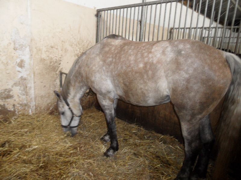 Stadnina koni w Jaworznie [ZDJĘCIA]. Pomysł na dobre wakacje