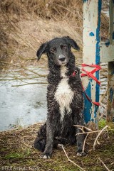 Tczew: pies przywiązany do mostu. „Animalsi” szukają świadków [AKTUALIZACJA, ZDJĘCIA]