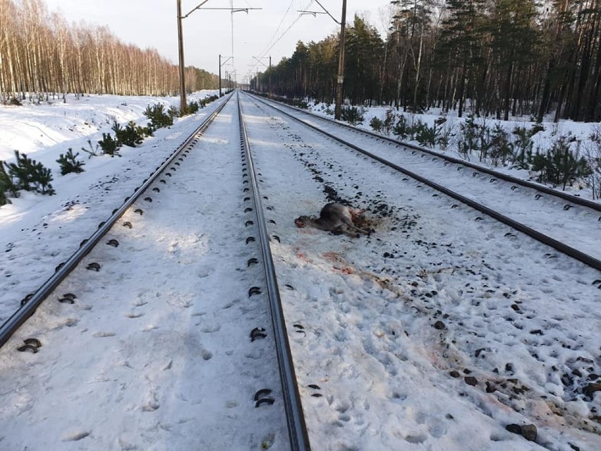 Na terenie Nadleśnictwa Dąbrowa pociąg potrącił 4 łanie i 1...